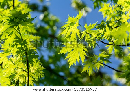Graceful young green leaves of Acer saccharinum  against the sun on blue sky background. Nature concept for spring design Royalty-Free Stock Photo #1398315959