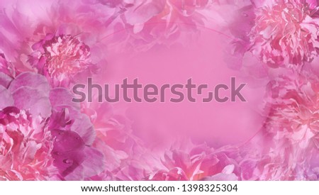 Floral pink background.  Flowers fnd petals pink  peonies close-up.  Greeting card.  Place for text. Nature.  