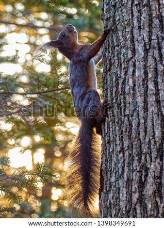 nimble squirrel in the spring Park      