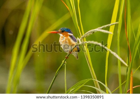 Malachite Kingfisher
Latin name: Corythornis cristatus
