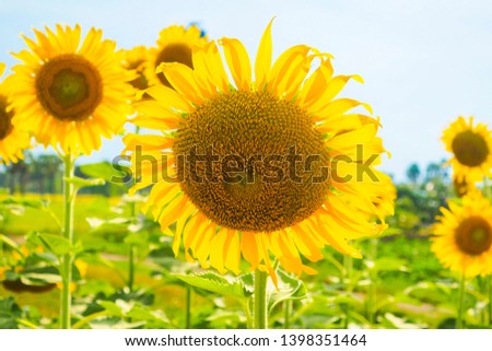 Sunflowers blooming  on blue sky background ,fresh & daylight summer concept.
