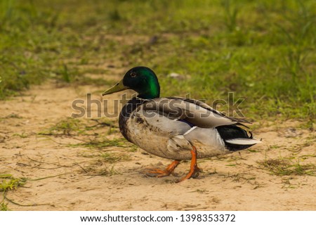 duck walking on the sand on a spring day photographed close-up