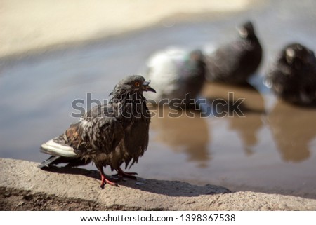 A flock of pigeons bathed in a puddle