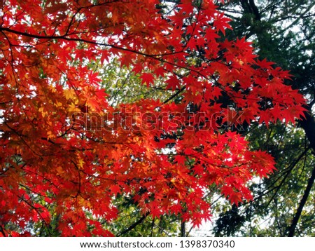 Picture of maple leaf. I took this picture at Neasosa which is very beautiful temple in Korea. Neasosa is also famous for templestay. Especially, in autumn, you can see very fantastic autumn colors.