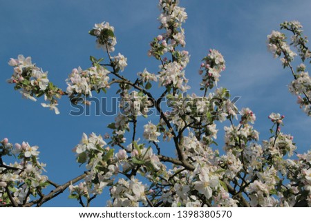 Flowers of fruit trees, spring picture from gardens.