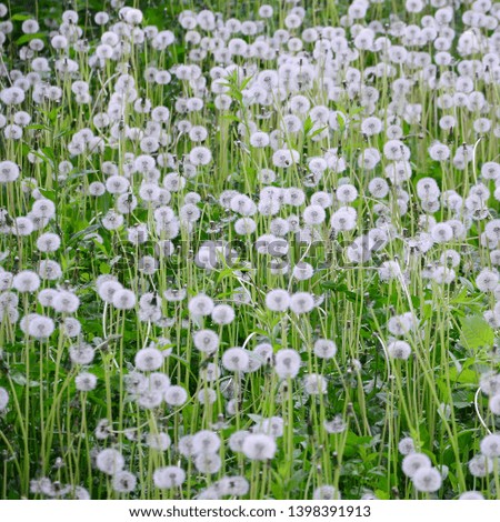 White fluffy dandelions flower in green field, natural background