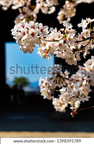 Close up of cherry blossoms, with copy space vertical