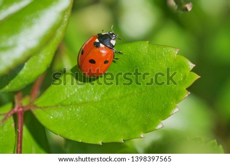 ladybird sitting on a green rose plant leaf, macro color picture with copy space