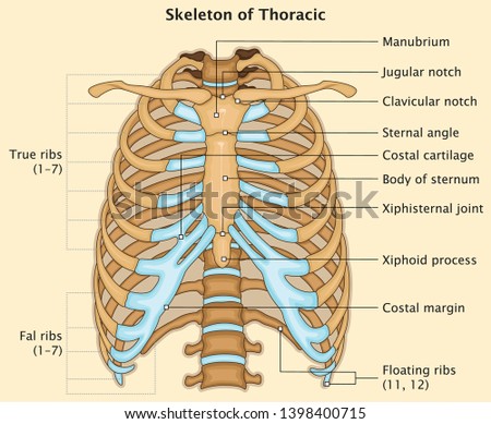 Human Skeleton Anatomy of Thoracic  
Very Detailed Medical Education Vector Illustration Royalty-Free Stock Photo #1398400715