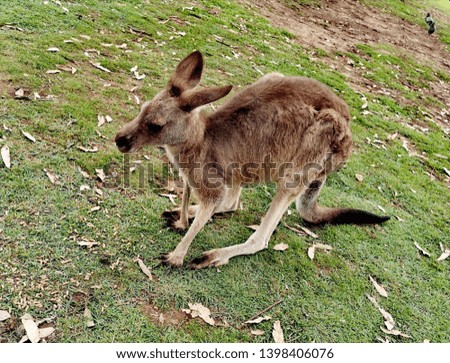 a​ cute​ kangaroo​ in​ australia​
