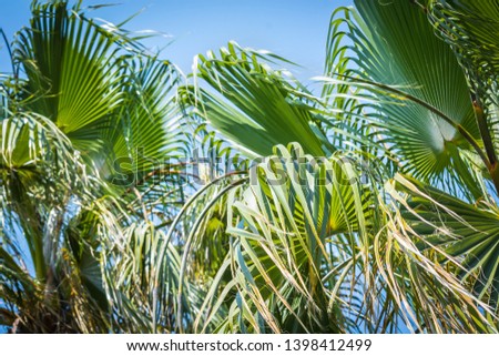 Green palm tree with big branches stands under sun against the blue sky