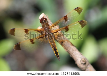 Dragonfly on Branch - Twelve Spotted Skimmer - (Libellula Pulchella)
