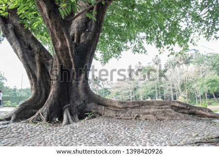Lush green trees forests ancient trees natural plants