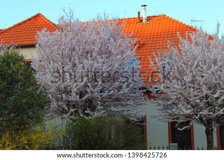 Blooming trees in spring against the background of a house with a red roof
