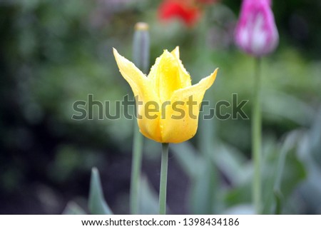 Flower after the rain. Tulip with drops of rain or dew. Beautiful Tulip. Spring, nature photo. Flowers in the garden.