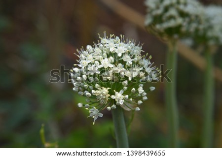 Allium sativum Single leaves rise from stacked soil alternately Flat, narrow strip, pointed tip, smooth edge, and folded across the entire length of the flower leaf is a bouquet of flowers Royalty-Free Stock Photo #1398439655