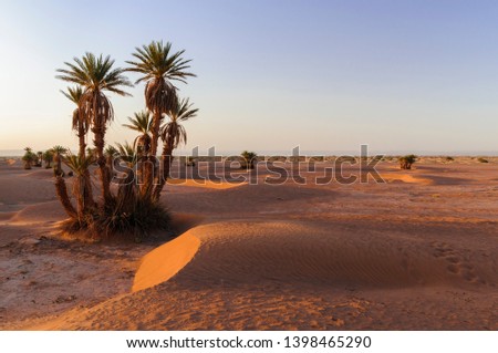 Sunset with palm trees and sand dune in the Sahara Desert, Morocco, Africa./Sunset in the Sahara Desert
