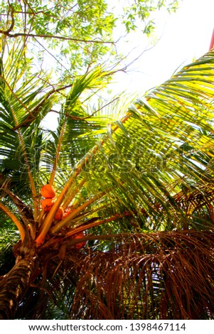 Mar. 16. 2019, Queens Bay, Penang, Malaysia.
Seaside palm tree. coconut.