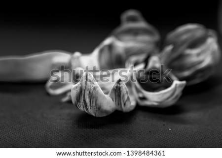 Black and white picture of dead flower petals against a black background.