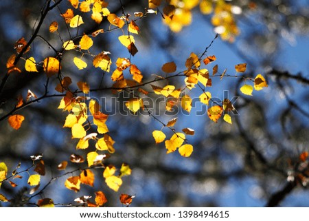 Nice yellow leaves in autumn