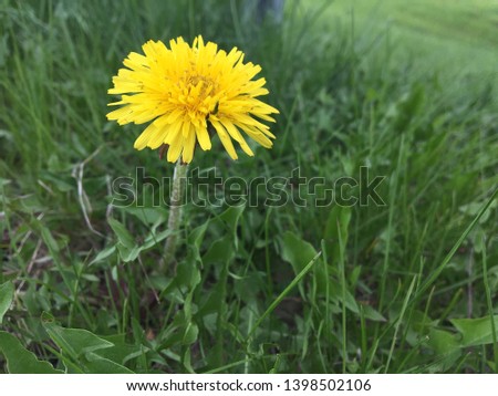 Dandelion flower close up macro yellow bloom spring weed grass garden yard care