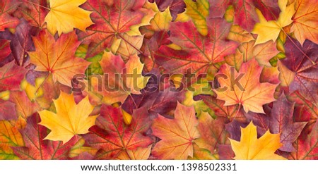 Amazing colorful background of autumn maple tree leaves background close up. Multicolor maple leaves autumn background. High quality resolution picture
