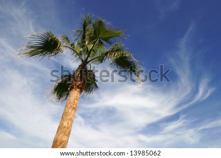 palm tree with bright blue sky in background