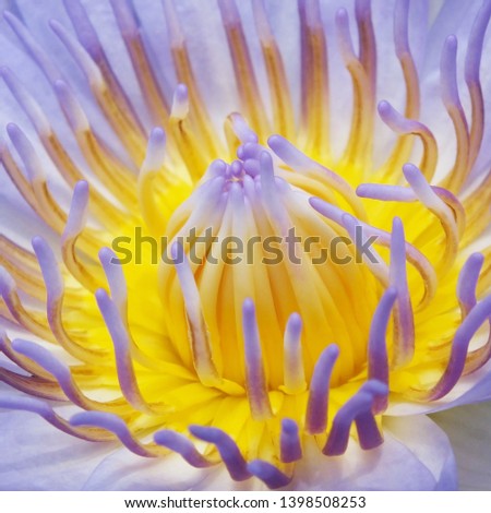 Close up in center of picture Purple lotus flower, with yellow stamens of the lotus flower for background