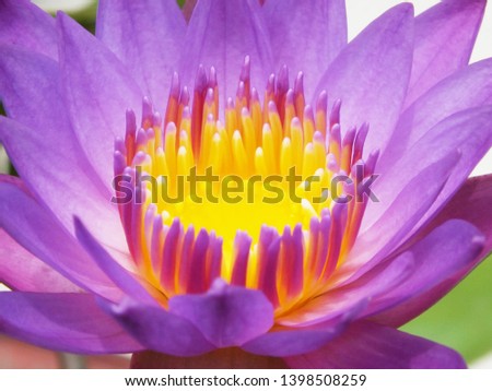 Close up in center of picture Purple lotus flower,(Nymphaea spp.), with yellow stamens of the lotus flower for background.