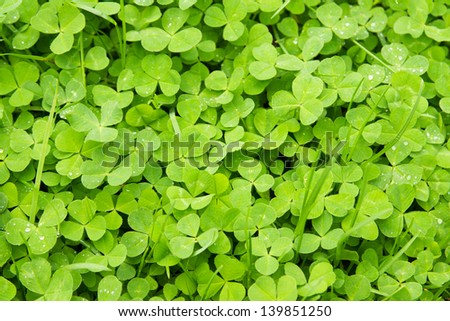 leaves of clover, green natural background (texture) with drops