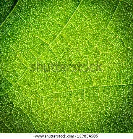 leaves Royalty-Free Stock Photo #139854505