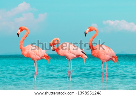 Vintage and retro collage photo of  flamingos standing in clear blue sea with sunny sky summer season with cloud.