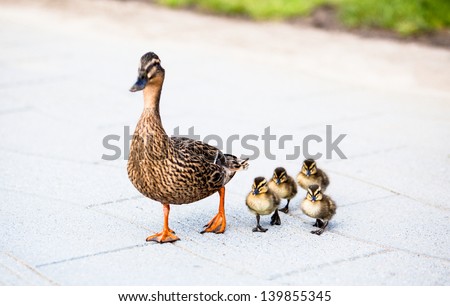 Family of ducks. Royalty-Free Stock Photo #139855345