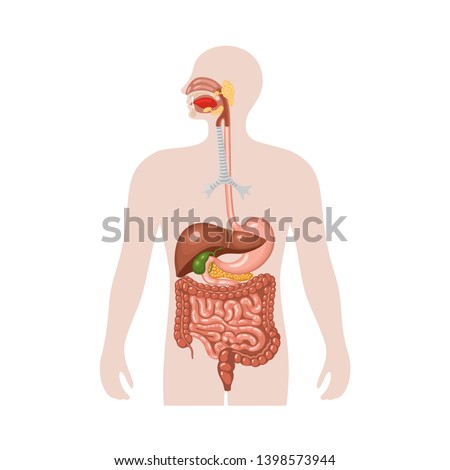 Human digestive system. Anatomical vector illustration in flat style isolated over white background.  Royalty-Free Stock Photo #1398573944