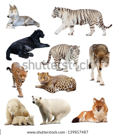 Set of images of carnivores. Isolated over white background with shade