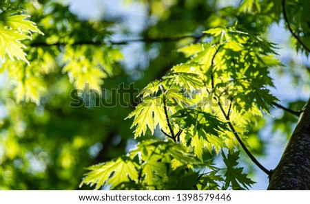Graceful young green leaves of Acer saccharinum  against the sun on blue sky background. Nature concept for spring design Royalty-Free Stock Photo #1398579446
