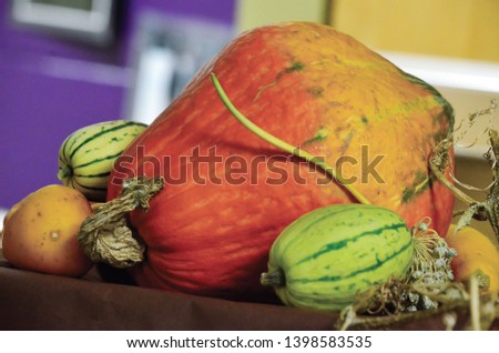 Pile of Harvest Pumpkins Squash Orange and Green