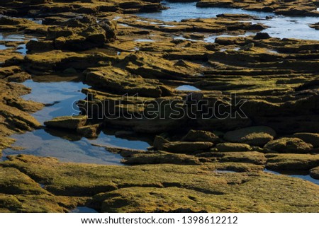 The stones are covered with green algae exposed at low tide in the lagoon of the ocean. Green moss on the rocks at low tide in the ocean photographed at sunset. Perfect background for poster, cover