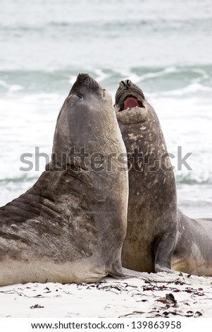 Southern elephant seals are fighting