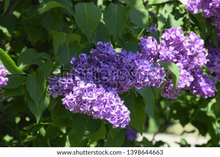 Flowers blooming lilac. Beautiful purple lilac flowers outdoors. Lilac flowers on the branches