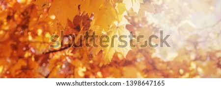 Autumn floral image. Red and yellow foliage of maple in the sunlight. Autumnal branches in nature. panoramic view, panoramic copy space.