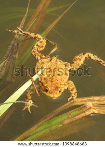 common toad in water, European toad,