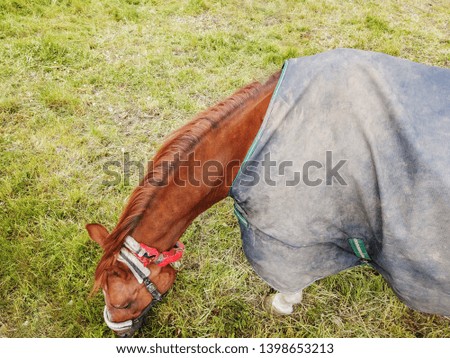 Overhead view of horse on a green pasture.
