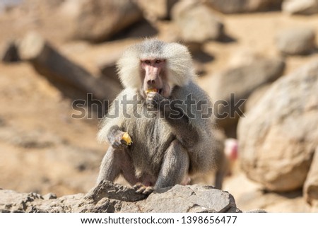 Wild Baboons in Saudi Arabia
