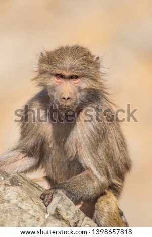 Wild Baboon in Saudi Arabia