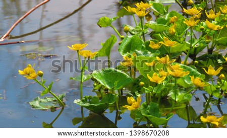 flowers of Marsh marigold, Caltha palustris, Royalty-Free Stock Photo #1398670208