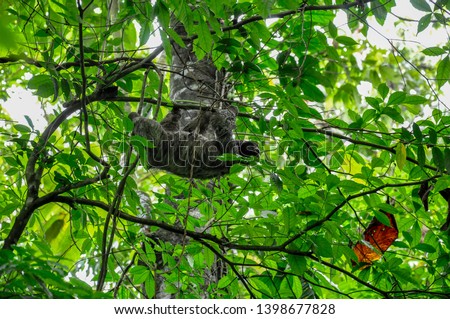 Sloth hanging in the tree well camouflaged