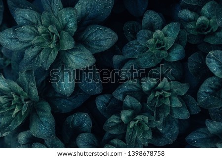 Blue leaves top view minimalistic background. Floral backdrop concept. Flower petals close up. Floristry hobby. Web banner, greeting card idea