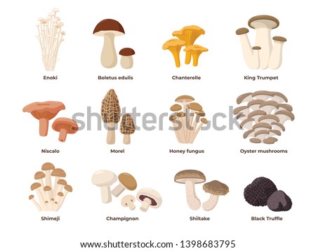 Large Mushroom set of vector illustrations in flat design isolated on white. Cep, chanterelle, honey agaric, enoki, morel, oyster mushrooms, King oyster, shimeji, champignon, shiitake, black truffle. Royalty-Free Stock Photo #1398683795