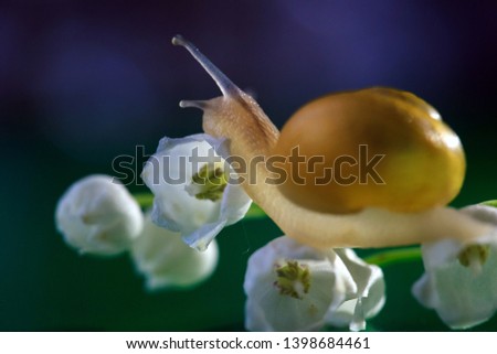 Little snail with lily of the valley. Convallaria majalis L. Close-up macro side view